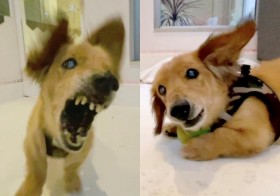 16�� �g���݂��g�_�b�N�X�̕ی쌢���Ƃ܂ł�ǂ���YouTube�ɔ����@���I�ȃy�b�g�ƊE�ƌ������������̑z��