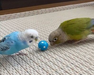 ボール貸してあげる」インコの報われない片思いに涙…“優しい世界”に反響 2ページ目 | ORICON NEWS