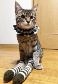 �u�ŁA�ł��������I�v�����g�s���̎q�L���т����肷��قǐ����A�\�z�O�̃r�t�H�[�A�t�^�[�ɋ����Ɨ�