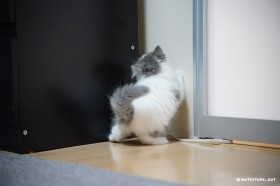 �h�A�ɋz�����܂�Ă�c�H �閧��n���݂��Ă��܂����q�L