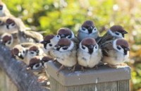 ���イ���イ�̃X�Y���Ɂu�ō��̖����I�v �ق��؂̔��_���L���[�g�ȃX�Y���̈����邵���������ɔ���