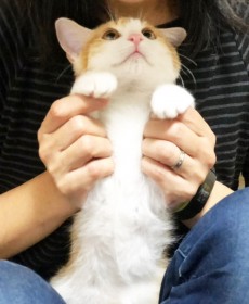 �u�L�̐_�l�v�����ꂽ������́A���r�Ȃ��Ă����������V���ցc���̖��͍����g���ځh�Ɏ󂯌p�����