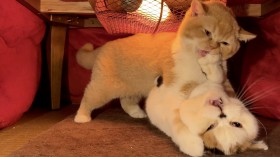 �����̒��ŝ��߂�2�C�̔L�� �u�A�����ƃV���A�v���o�����v