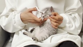 VIP�ҋ��ɂ�c�D�����ȂłȂł��Ȃ���ܐ؂肳���g�Q�����h�q�L���悪70���Đ��u�����ł��v