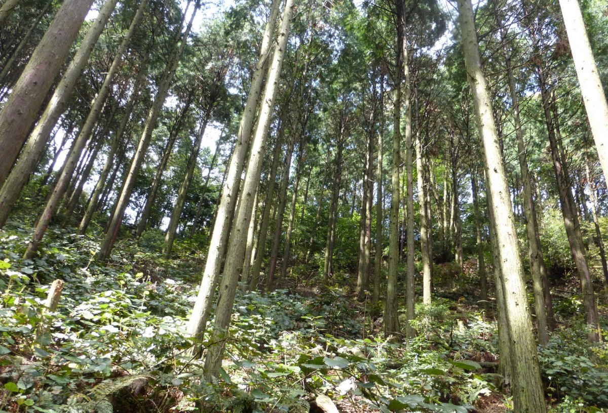 日本はなぜこんなにスギ植えた？ 『無花粉スギ』発見から30年、国民4割