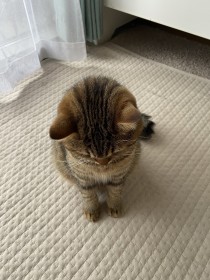 �g�L�Ȃ�̂��߂�Ȃ����h�ɖ��u�ɂ��ł������v