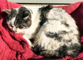 �u�N���}���ɗ��āc�v������̎��Œu������ɂ��ꂽ�L�A�Ȃ�Ƃ��~������u�{�����e�B�A�������ł͂Ȃ��v