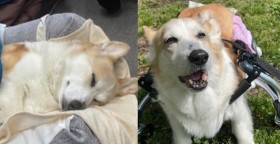 �u�V���̃p�p�A���܂������Ă��I�v�����g�s���̃R�[�M�[�A�Ԉ֎q�̎U���ŏΊ���߂��c�����̃r�t�H�[�A�t�^�[