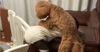 【天使キッズ】ベビーゲート脱出したい1才児 VS 危険から守りたいトイプーの攻防戦に460万再生「犬も赤ちゃんも賢すぎる」