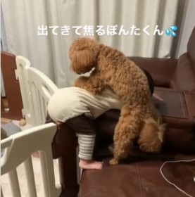 �x�r�[�Q�[�g�E�o������1�ˎ� VS �댯�����肽���g�C�v�[�̍U�h���460���Đ�