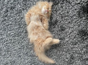 �Q�Ă���q�L�ɂ����Ɓg������݁h�����Ă݂����������