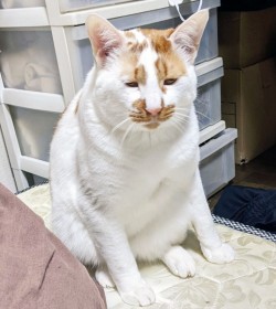 �u������u�X�v����ڂ����̃o�Y��L�A�ی�c�̂Łg�o�߂�h�J��Ԃ��͂񂾍K���u���߂Ȃ���΋~���̐_�������v