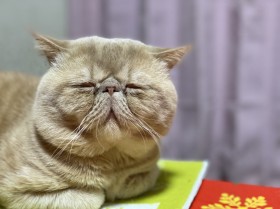 ������Ռ��̈��L�̎p�Ɂu�L�o�X����������Ƃ���H�v