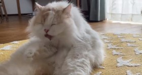 �������̂��킢���Q�����Ɂu�΂��񂫂イ�̂���{�v