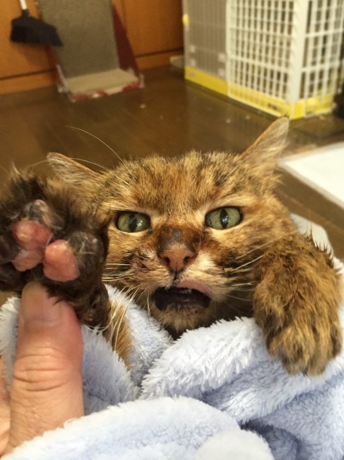 肉球が大変なことに 汚れきって保護された猫 迎えた家族に幸せな思い出のこす 出会ってくれてありがとう Oricon News