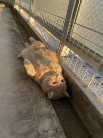 �X�|�b�ƍa�ɂ͂܂����g�w�\�V�L�h�ɂ����ˎE��