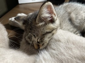 �ی삵���q�L�ƓY���Ɏ�����u�܂��o�邭�炢�������v