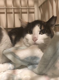 �u�w�����Y���ނ��̔L�v�����̂ĂȂ������S�D������Ј��A�����点�󂯂Ă��~������