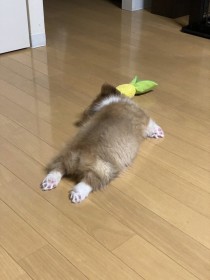 �R�[�M�[�̃h�b�O�����f�r���[�A�Ȃ��Q�n�߂��H