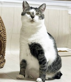 �����哇�Łu�L��ߊl�v �g�l�Ԍ����h�ɂȂ����L���m�������A�S���J�����p�Ɋ���