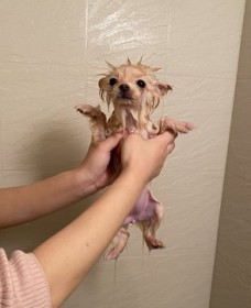 �ӂ�ӂ�̃|�����j�A�����G���Ɓh�G�C���A���h�Ɂc�Ռ��I�Ȏp