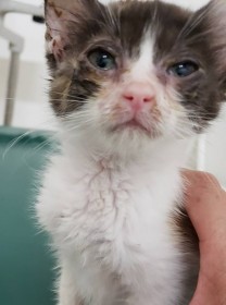 �u���[�v�̖��O��������q�L�́g���������������h�������Ă����c����Ȃ������������A�ی�ւ̌��O