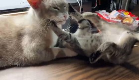 �܂�Ńp�p�̂悤�c���Ă�΂Ȏq�L��D�����@���ی�L