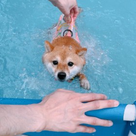 「飼い主さんは手出ししないで」泳ぎが苦手な柴犬の強い意志