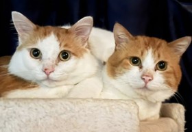 �u��f�b�J�I�v�g���h�L�̂��܂�Ȃ����́c������������������_���{�[���ŕی삳�ꂽ�R���r�L