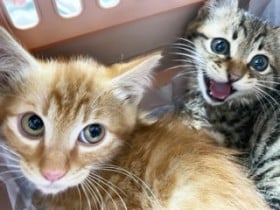 �ҏ��̒���4���ԁc�l�{�����e�B�A���L��ی�A�u�ق�̏����̋��́v���s�K�Ȗ����~��