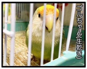 �Ƃ��⃁�[�v���̓����H ���������������ł��Ȃ��t���[�o�[