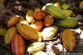 �ySDGs�z�`���R���X���ɕ��΂Ȃ��Ȃ�����H ���𖳑ʂȂ��g������g�T�X�e�i�u���J�J�I���h�ɒ��ޖ����u100�N�ԃJ�J�I�ɉ��b���󂯂Ă����Ӗ��v