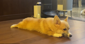 3�b�Łh�~���h�ɂȂ�R�[�M�[�A���L�̋x���@�u�i���Ɍ��Ă�����v