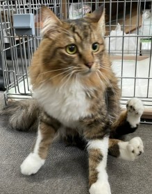 ���Ղ��Ȃ����`���`�q�L���u�傫���A�Ȃꂽ�c�I�i�܁j�v �����Ԃ�ɗ܁A2�{�̑O�r�����ōK���ɑO�i