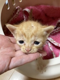 ����ڂ����̎q�L�A�J���X�ɂ��ꓪ�Ɍ��I�H �{�����e�B�A�̘A�g�ŋ~����