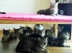 �L40���ȏ�𑽓�������󂩂�~�o�A�u�L�΂���D�悵�āI�v�ᔻ�̐��󂯂�{�����e�B�A�̎v��