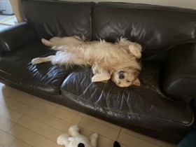 ���̐S��Y�ꂽ�c�H�@�l�R�̐^��������S�[���f�����g���o�[