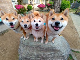 �u�ēV�����`�v11�C�̂��ӂ��ӎČ��ɔ���