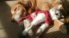 �u�q�L���R�C���p�[�L���O�̃��b�N�ɋ��܂ꂽ�H�v�m���̔L����Ղ̕����c���ƃ{�����e�B�A�Ɏ���K������