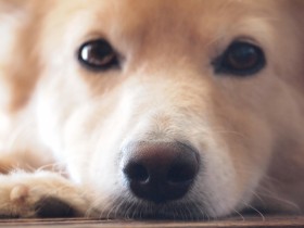 �y�b�g�́u�@�v�摜���V���Ȗ��j�Ɂ@�u�@��F�؁v�ōL����E�����[���̖���