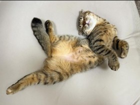 �u�L���_���ɂ���N�b�V�����v�͋C�����ǂ����ĐQ����D��