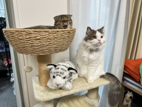 �o�L���o�b�N�n�O�I  1�N�ŋ��剻������̃��t���t��e��