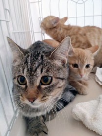 �x���������Ǝv������c�ی�V�F���^�[�O�ɒu���ꂽ�_���{�[���A������3�C�̎q�L�u����͔ƍ߂��ƒm���Ăق����v