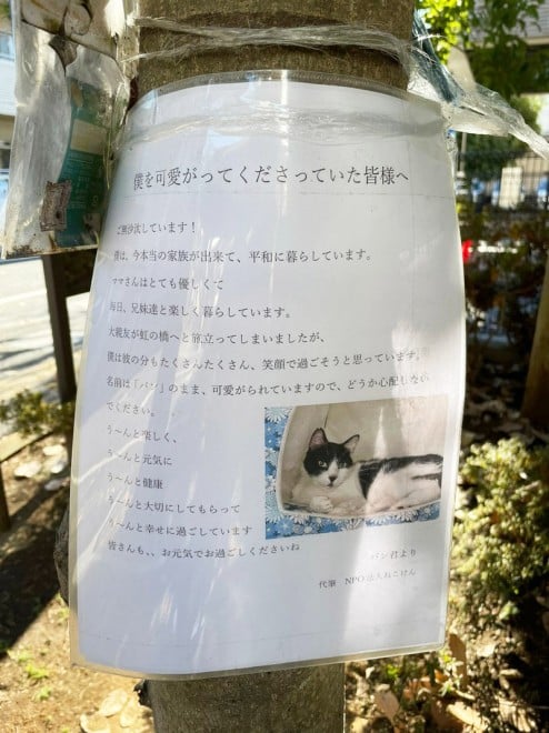 僕を可愛がってくださった皆様へ＞…「猫からの手紙」が生んだ、住民との心の交流にほっこり | ORICON NEWS