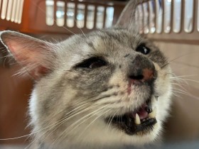 �L�̃E���E���^�����ȖځA���́g���h���Ȃ������c�����ނ���������ی�A�L���ׂ̕��u���������H