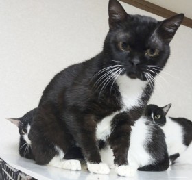 �J���E�\��̃^�L�V�[�h�L�A�g�l���x�[���h����̃t�~�t�~�Ɋ���