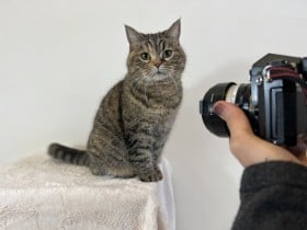 �y�b�g�̎������������l���鎞�́u�����b�g�v�Ɓu���ӓ_�v�́H