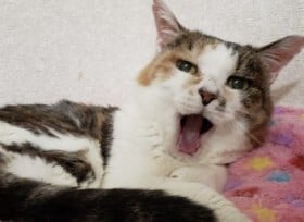 ����L�̊Ŏ��Ǝ��ẤH �]���鍐���ꂽ�g�g�C���̉Ԏq�h�̂��̌�c���͉ؗ�Ȃ�g�ʂ��h�� 