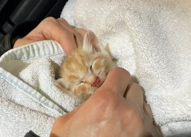 �g��������񎗁h�̎q�L�A�K���K���ɑ����ĉ^�э��܂�����Ղ̕���