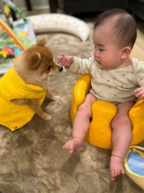 ���ǂ��̐Ԃ����ƃ|�����j�A���A���������p�Ɏ����傳������f